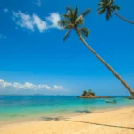 green coconut palm beside seashore under blue calm sky during daytime